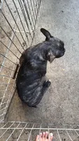 Frenchton male, a male Boston Terrier and French Bulldog for sale in Micanopy, FL – 2 of 3