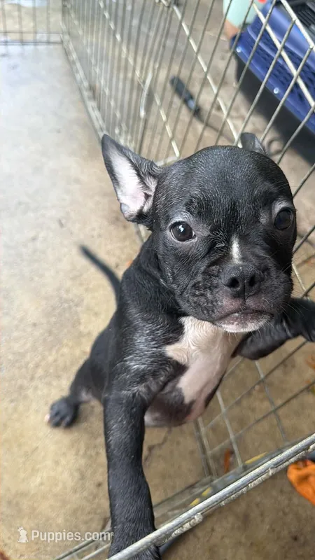Black boy – French Bulldog, American Bully puppy for sale in Micanopy, FL