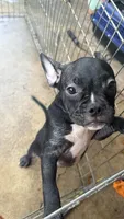 Black boy, a male French Bulldog and American Bully for sale in Micanopy, FL – 1 of 2