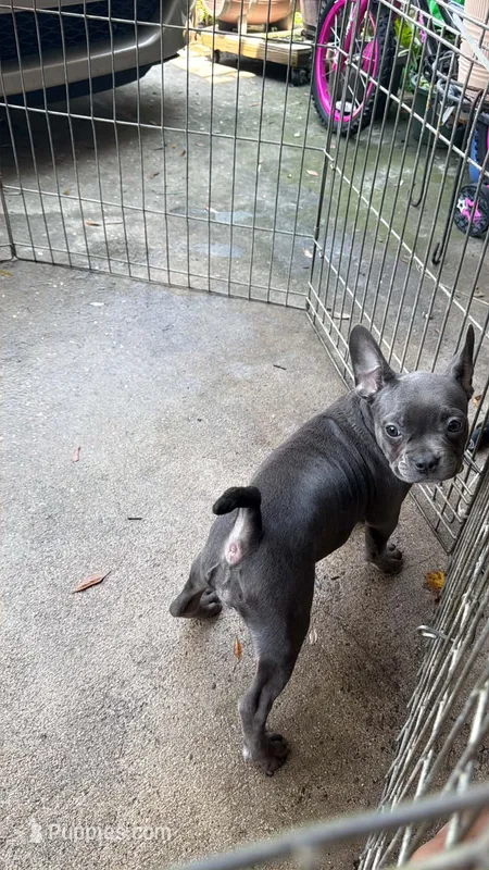 Blue female 1 – French Bulldog, American Bully puppy for sale in Micanopy, FL