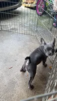 Blue female 1, a female French Bulldog and American Bully for sale in Micanopy, FL – 1 of 2