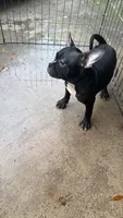 Black boy, a male French Bulldog and American Bully for sale in Micanopy, FL – 2 of 2
