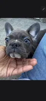 Blue brindle, a female Boston Terrier and French Bulldog for sale in Micanopy, FL – 2 of 2