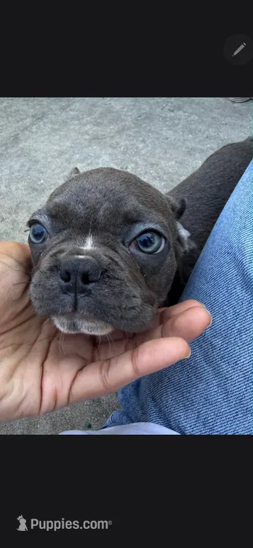 Blue brindle – Boston Terrier, French Bulldog puppy for sale in Micanopy, FL