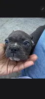 Blue brindle, a female Boston Terrier and French Bulldog for sale in Micanopy, FL – 1 of 2