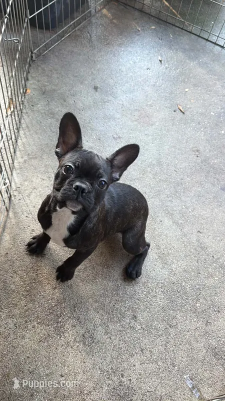 Frenchton female – Boston Terrier, French Bulldog puppy for sale in Micanopy, FL