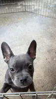 Blue girl, a female French Bulldog and American Bully for sale in Micanopy, FL – 2 of 2