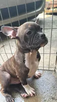 Brindle boy, a male French Bulldog and American Bully for sale in Micanopy, FL – 2 of 2