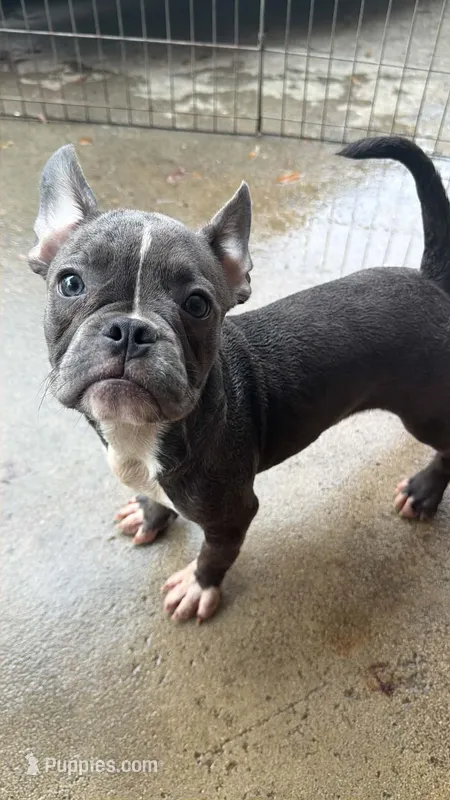 Blue boy – French Bulldog, American Bully puppy for sale in Micanopy, FL