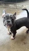 Blue boy, a male French Bulldog and American Bully for sale in Micanopy, FL – 1 of 1