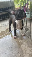 Brindle boy, a male French Bulldog and American Bully for sale in Micanopy, FL – 3 of 3