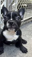 Frenchton male, a male Boston Terrier and French Bulldog for sale in Micanopy, FL – 2 of 2