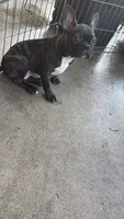 Frenchton male, a male Boston Terrier and French Bulldog for sale in Micanopy, FL – 3 of 3