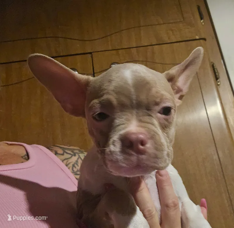 Lilac female – Boston Terrier puppy for sale in Micanopy, FL