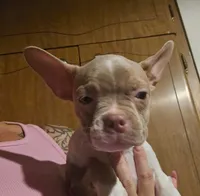 Lilac female, a female Boston Terrier for sale in Micanopy, FL – 1 of 1