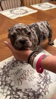 Merle frenchy, a male French Bulldog for sale in Micanopy, FL – 1 of 1