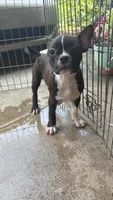 Brindle boy, a male French Bulldog and American Bully for sale in Micanopy, FL – 2 of 3