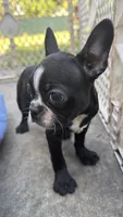 Frenchton female, a female Boston Terrier and French Bulldog for sale in Micanopy, FL – 3 of 3