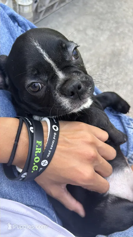 Frenchton male – Boston Terrier, French Bulldog puppy for sale in Micanopy, FL