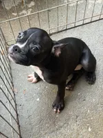 Black girl, a female French Bulldog and American Bully for sale in Micanopy, FL – 2 of 2