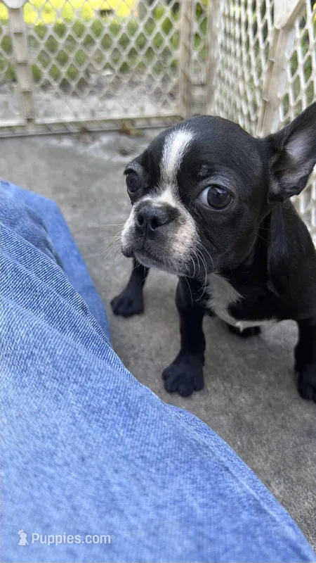 Frenchton female – Boston Terrier, French Bulldog puppy for sale in Micanopy, FL