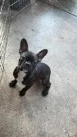 Frenchton female, a female Boston Terrier and French Bulldog for sale in Micanopy, FL – 2 of 3
