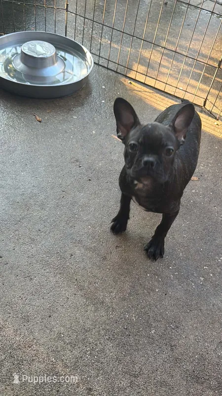Frenchton female – Boston Terrier, French Bulldog puppy for sale in Micanopy, FL