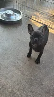 Frenchton female, a female Boston Terrier and French Bulldog for sale in Micanopy, FL – 1 of 2