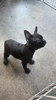 Frenchton female, a female Boston Terrier and French Bulldog for sale in Micanopy, FL – 2 of 2