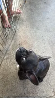 Frenchton female, a female Boston Terrier and French Bulldog for sale in Micanopy, FL – 3 of 3