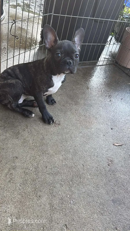 Frenchton male – Boston Terrier, French Bulldog puppy for sale in Micanopy, FL