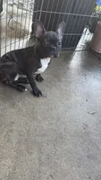 Frenchton male, a male Boston Terrier and French Bulldog for sale in Micanopy, FL – 1 of 3