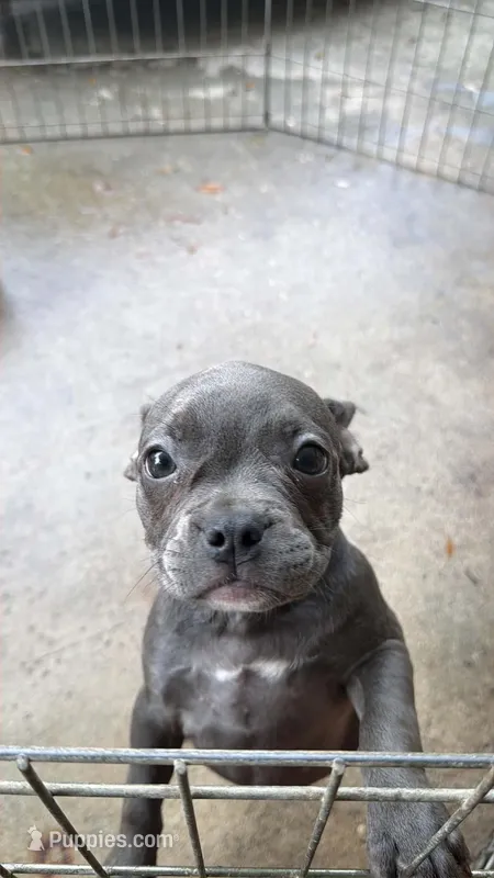 Blue girl – French Bulldog, American Bully puppy for sale in Micanopy, FL