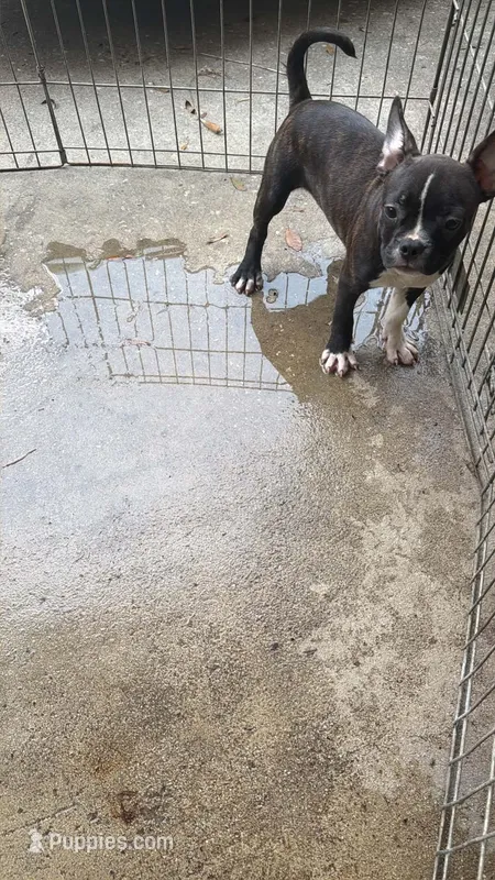 Brindle boy – French Bulldog, American Bully puppy for sale in Micanopy, FL