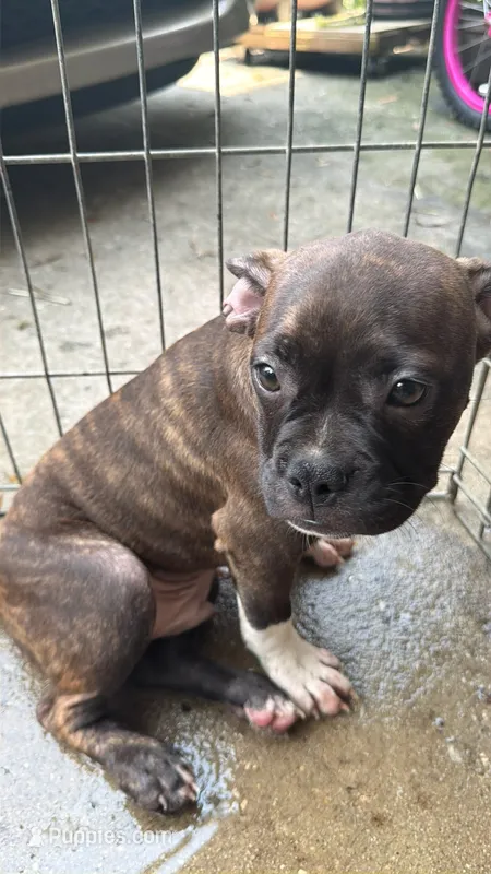 Brindle boy – French Bulldog, American Bully puppy for sale in Micanopy, FL