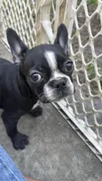 Frenchton female, a female Boston Terrier and French Bulldog for sale in Micanopy, FL – 2 of 3