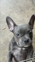 Blue female 1, a female French Bulldog and American Bully for sale in Micanopy, FL – 2 of 2
