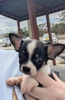 Female, a female Chihuahua for sale in Daytona Beach, FL – Photo 3 of 3