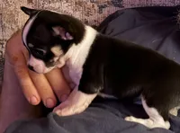 Female, a female Chihuahua for sale in Daytona Beach, FL – Photo 2 of 3