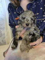 Stella, a female Goldendoodle for sale in Raleigh, NC – 1 of 3