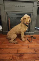 Prince, a male Poodle - Standard  for sale in Raleigh, NC – 3 of 3