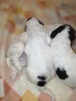 Dot, a female Sheepadoodle and Poodle - Standard  for sale in Raleigh, NC – 3 of 6