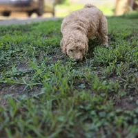 Lenny , a male Poodle - Miniature  and Miniature Goldendoodle for sale in Raleigh, NC – 3 of 4