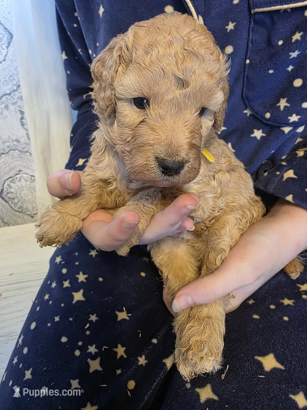 Lenny  – Poodle - Miniature , Miniature Goldendoodle puppy for sale in Raleigh, NC
