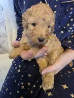 Lenny , a male Poodle - Miniature  and Miniature Goldendoodle for sale in Raleigh, NC – 1 of 3