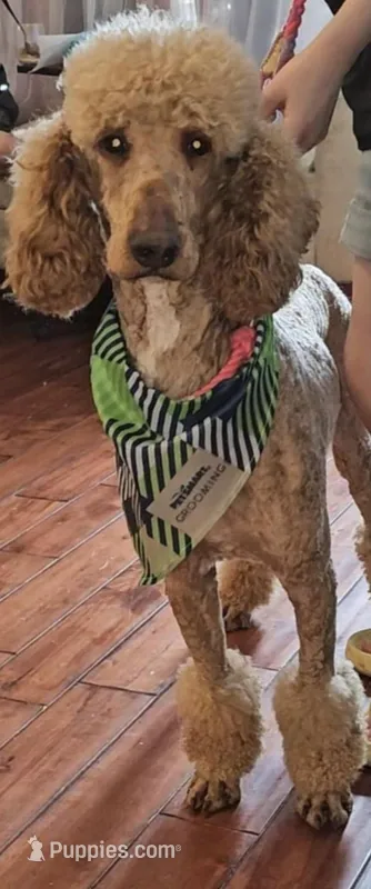 Prince – Poodle - Standard  puppy for sale in Raleigh, NC