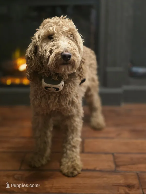 Ellie – Poodle - Miniature , Miniature Goldendoodle puppy for sale in Raleigh, NC