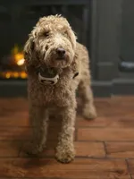 Ellie, a female Poodle - Miniature  and Miniature Goldendoodle for sale in Raleigh, NC – 1 of 4