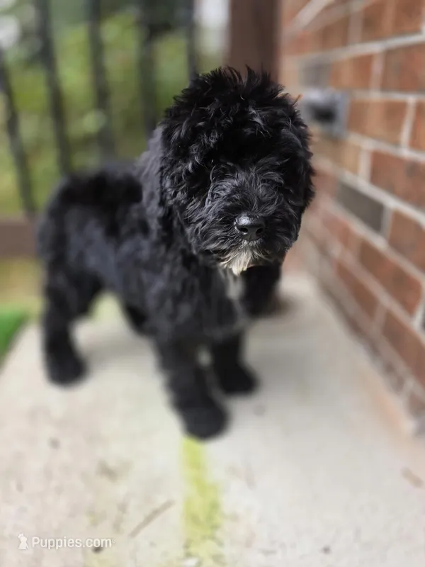 Lexi – Aussiedoodle puppy for sale in Raleigh, NC