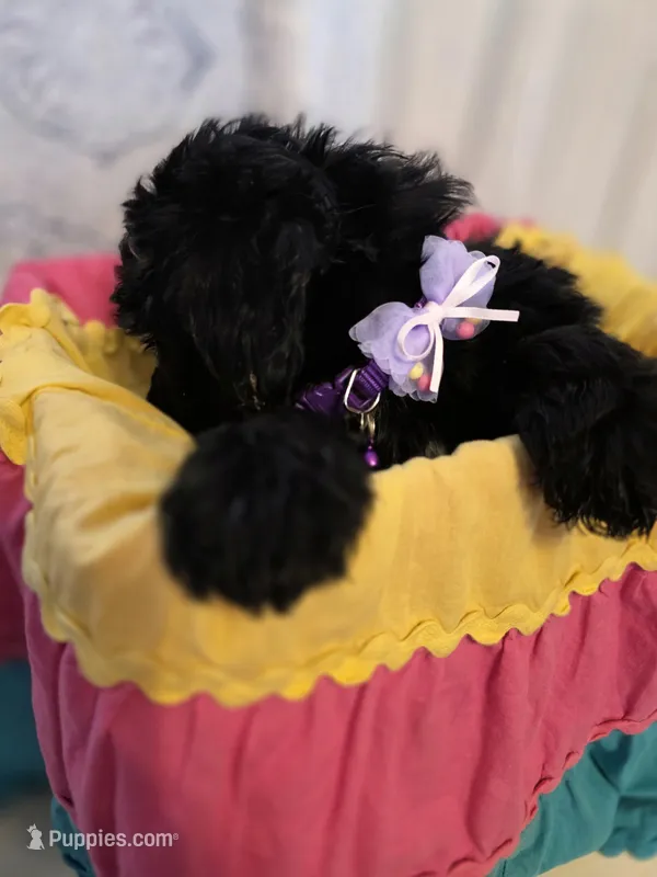 Lexi, a female Aussiedoodle for sale in Raleigh, NC – Photo 1 of 2